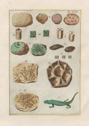 Rerum naturalium historia nempe quadrupedum Pl.35