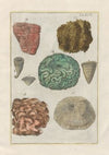 Rerum naturalium historia nempe quadrupedum Pl.44