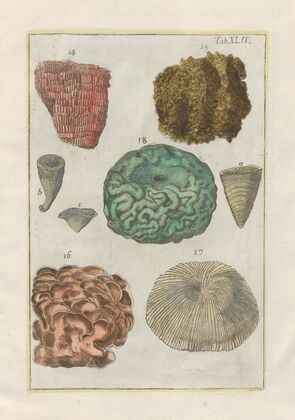 Rerum naturalium historia nempe quadrupedum Pl.44