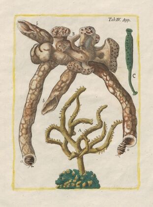 Rerum naturalium historia nempe quadrupedum Pl.51