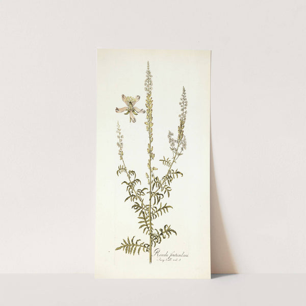 Reseda fruticolosa by Nikolaus Joseph Freiherr von Jacquin