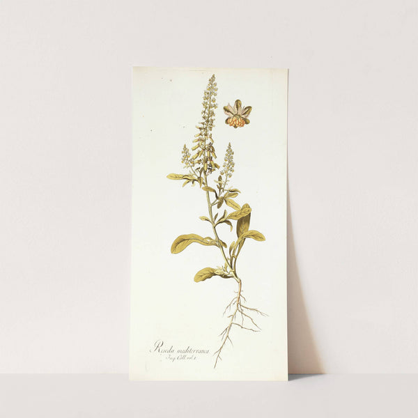 Reseda mediterranea by Nikolaus Joseph Freiherr von Jacquin