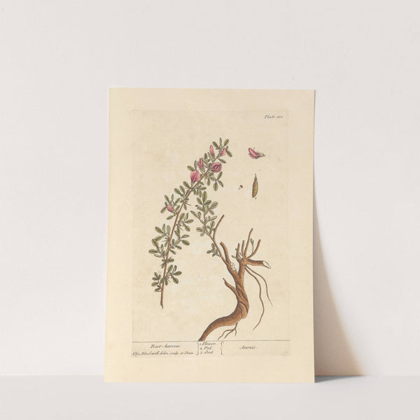 Rest harrow by Elizabeth Blackwell