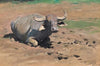 Resting Buffalo (1906)