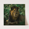 Resting Lion by Wilhelm Kuhnert