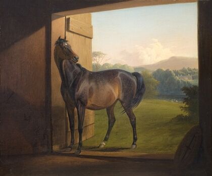 Reveller Mare