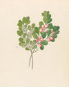 Rhamnus [Cassine aethiopica (=Mystroxylon aethiopicum)]