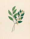 Rhamnus [Curtisia dentata]