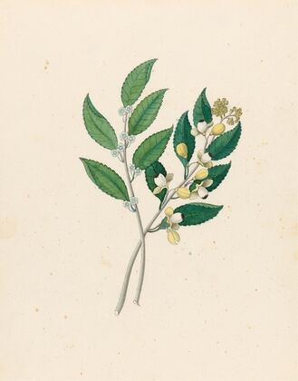 Rhamnus [Curtisia dentata]