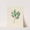 Rhamnus [Curtisia dentata] by Clemenz Heinrich Wehdemann