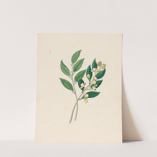 Rhamnus [Curtisia dentata] by Clemenz Heinrich Wehdemann