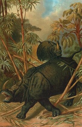 Rhinoceros.