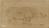 Rhinocéros (19th century)