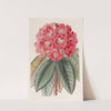 Rhododendron Rollissonii by Sydenham Edwards