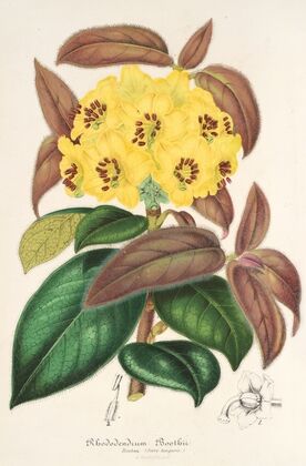 Rhododendrum Boothii — size preview
