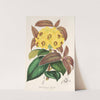 Rhododendrum Boothii by Charles Antoine Lemaire