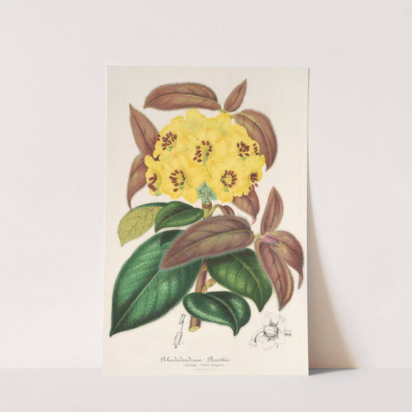 Rhododendrum Boothii by Charles Antoine Lemaire
