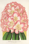 Rhododendrum Comte de Gomer