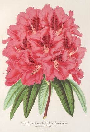 Rhododendrum formosum