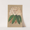 Rhododendrum Grand Duc de Bade by Charles Antoine Lemaire