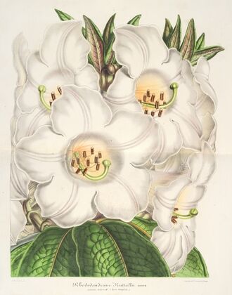 Rhododendrum Nuttallii