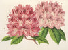 Rhododendrum omni-guttatum (hybride)
