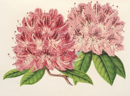 Rhododendrum omni-guttatum (hybride)