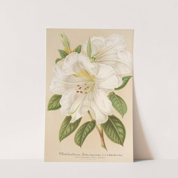 Rhododendrum Sesterianum (hybrid.) by Charles Antoine Lemaire