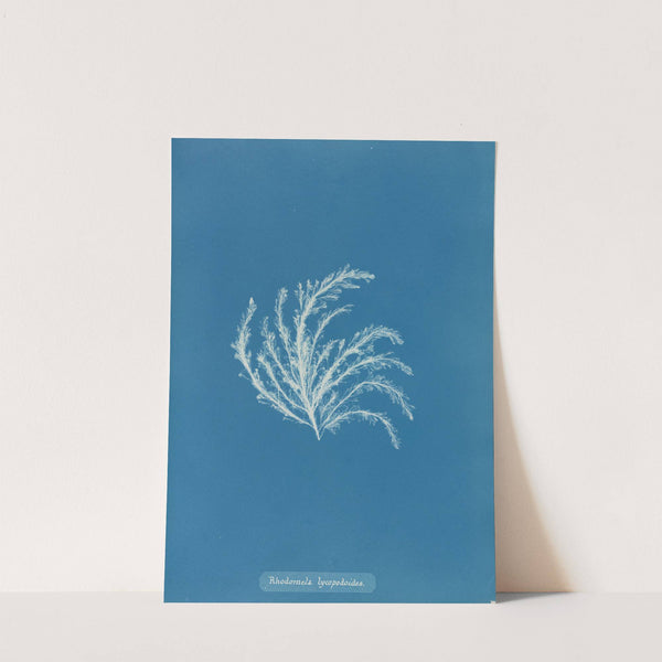 Rhodomela lycopodioides by Anna Atkins