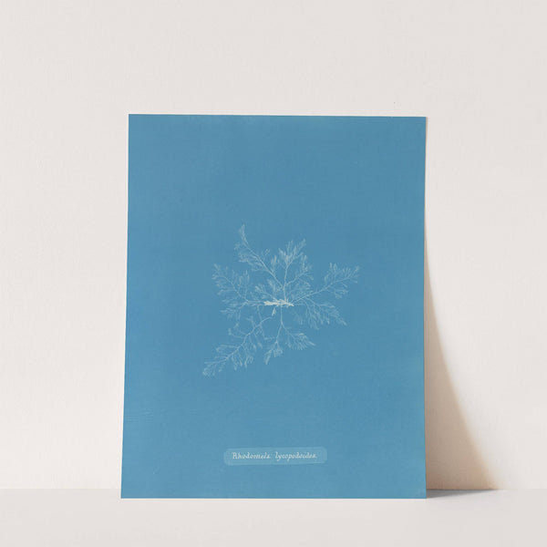 Rhodomela lycopodoides by Anna Atkins