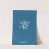 Rhodomela pinastroides by Anna Atkins