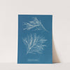 Rhodomela subfusca by Anna Atkins