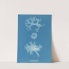 Rhodomenia bifida. by Anna Atkins
