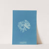 Rhodomenia bifida var. latifolia by Anna Atkins