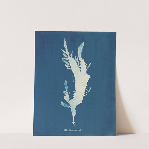 Rhodomenia ciliata by Anna Atkins