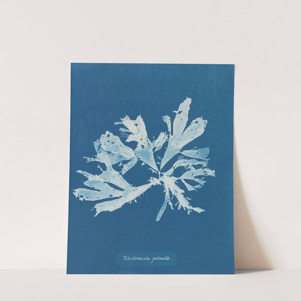 Rhodomenia palmata by Anna Atkins
