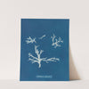 Rhodomenia polycarpa by Anna Atkins
