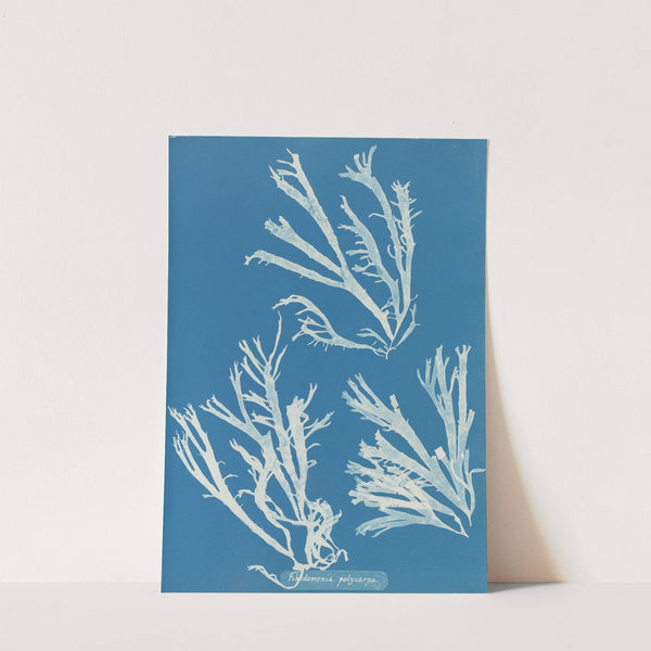 Rhodomenia polycarpa. by Anna Atkins