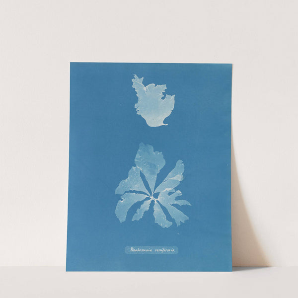 Rhodomenia reniformis by Anna Atkins