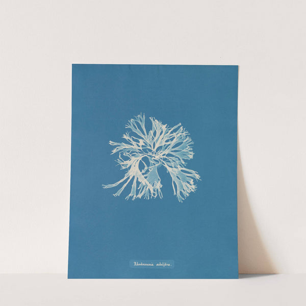 Rhodomenia sobolifera by Anna Atkins