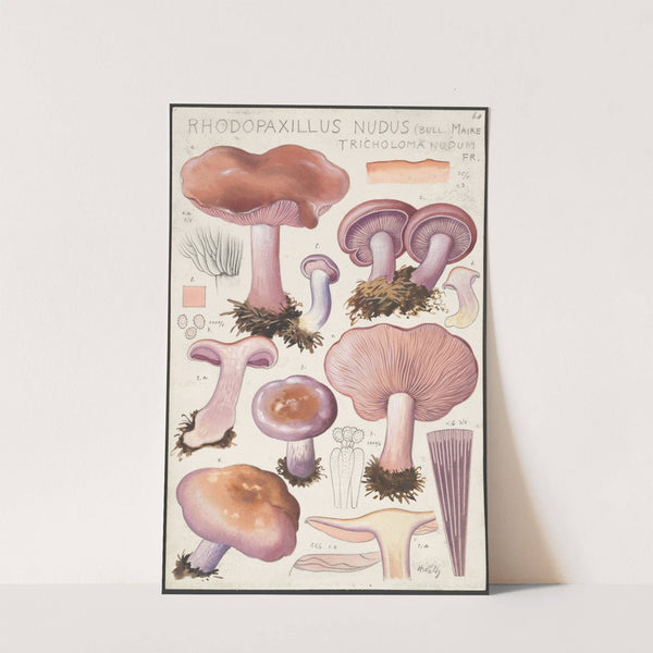 Rhodopaxillus nudus (Bull.) Maire, Tricholoma nudum Fr. (1915-1945) by Hans Walty