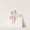 Rhodora. (Rhodora canadensis) (1925) by Mary Vaux Walcott