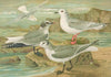 Rhodostethia rosea, Xema Sabinei (Sab.), Rissa tridactyla, Larus leucopterus Faber