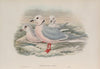 Rhodostethia Rossii. Ross’s Gull. (1862-1873)