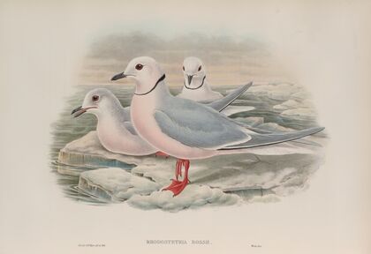Rhodostethia Rossii. Ross’s Gull. (1862-1873)