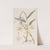 Rhomb-lipped Dendrobium (1815-1819) by Sydenham Edwards
