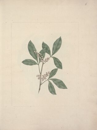 Rhus glutinosa A. Rich