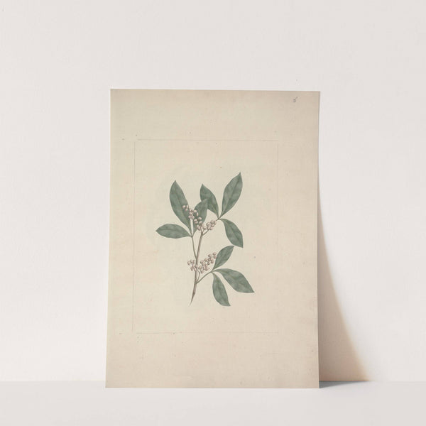 Rhus glutinosa A. Rich by Luigi Balugani