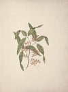 Rhus retinorrhoea Oliver