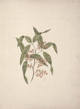 Rhus retinorrhoea Oliver